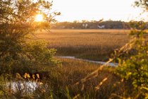 View across the salt marshes and wildlife reserve on a coastal island. — Stock Photo
