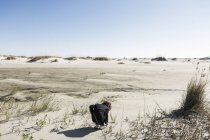Six year old boy in soft white sand dunes, bending down to inspect something. — Stock Photo