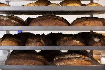 Close up of freshly baked loaves of bread on trolley shelves in an artisan bakery. — Stock Photo