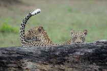 Una madre leopardo, Panthera pardus, y su cachorro de pie detrás de un tronco, cola arriba, mirada directa - foto de stock