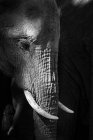 A side profile of an elephant's head, Loxodonta africana, looking out of frame, in black and white — Stock Photo