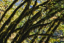 Dapple sunlight shining through vine acaple trees and autumn foliage, along the North Fork Snoqualmie River, Washington — Photo de stock