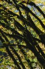 Luz del sol de manzana brillando a través de árboles de arce vid y follaje de otoño, a lo largo del río Snoqualmie North Fork, Washington - foto de stock