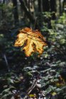 Hoja de arce de hoja grande (Acer macrophyllum) en otoño, atrapada en una pequeña rama de árbol, exuberante selva tropical templada en el fondo, a lo largo del río Snoqualmie North Fork, cerca de North Bend, Washington - foto de stock