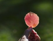 Рука держит ярко-красный лист осенью — стоковое фото