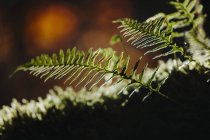 Close up of Western sword ferns, Polystichum munitum. — Stock Photo