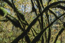 Moss cubierto Árbol de arce vid y exuberante selva templada en otoño - foto de stock