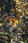Bigleaf maple leaf (Acer macrophyllum) in autumn, in small tree branch — Stock Photo