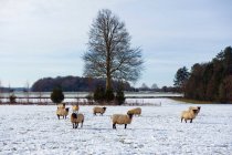 Flock of sheep outdoors in a field in the snow. — Stock Photo
