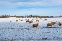 Flock of sheep outdoors in a field in the snow. — Stock Photo