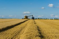 Mähdrescher und Traktor ernten im Sommer eine Ernte auf einem Feld. — Stockfoto