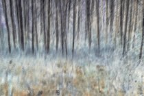 Bosque de álamo borroso y prado cerca de Leavenworth, Washington - foto de stock