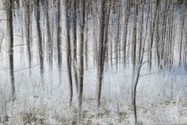 Foresta pioppo sfocata e prato vicino a Leavenworth, Washington — Foto stock