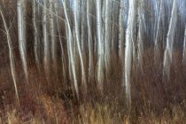 Sfocato boschetto di pioppi e prato vicino Leavenworth, Washington — Foto stock