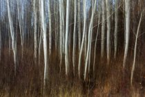 Aspen bosque borrado e prado perto de Leavenworth, Washington — Fotografia de Stock