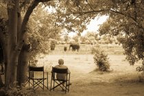 Senior man in a chair observing a group of elephants close by. — Stock Photo