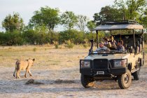 Lion près d'un véhicule safari avec des touristes dans la brousse. — Photo de stock