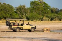 Safari vehicle and passengers very close to a couple of lions, panthera leo, drinking at a water hole. — Stock Photo