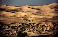 Desert landscape with few shrubs and sand dunes. — Stock Photo
