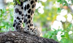 Leoparden-Vorderpfoten, Panthera pardus, auf der Rinde eines Baumes — Stockfoto
