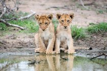 Zwei Löwenjungen, Panthera leo, sitzen zusammen am Rand eines Wasserlochs, Spiegelungen im Wasser — Stockfoto