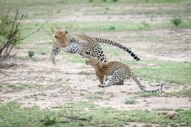 Madre leopardo, Panthera pardus, saltando y jugando con su cachorro, ambos saltando en el aire - foto de stock