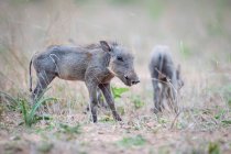 Warthog piglets, Phacochoerus africanus, standing in short grass, ears back — Stock Photo