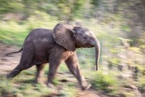 Perfil lateral de um bezerro de elefante, Loxodonta África, que atravessa a vegetação, movimento borrão — Fotografia de Stock