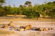 Un orgullo de leones descansando al sol en el espacio abierto en el borde del bosque . - foto de stock