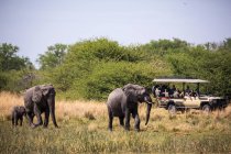Manada de elefantes que se reúnem no buraco da água, Moremi Game Reserve, Botsuana — Fotografia de Stock