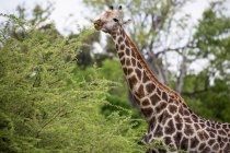 Giraffe, Moremi Game Reserve, Botswana — Stock Photo
