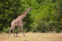 Жираф, заповедник Мореми, Ботсвана — стоковое фото
