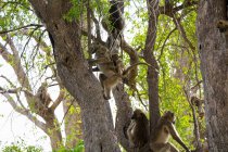 Family of baboons under the trees in a game reserve. — Stock Photo