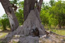Сім'я бабуїнів під деревами біля термітового кургану в ігровому заповіднику . — стокове фото