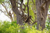 Família de babuínos sob as árvores em uma reserva de caça . — Fotografia de Stock