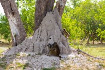 Família de babuínos debaixo das árvores perto de um monte de ácaros em uma reserva de jogo. — Fotografia de Stock
