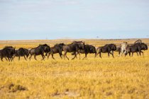 Herd of wildebeests in the Kalahari Desert — Stock Photo
