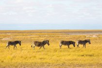 Burchell's Zebras, Kalahari Desert — стокове фото