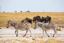 Зебры и гну Бурчелла, пустыня Калахари, соляные банки Макгадикгади, Ботсвана — стоковое фото