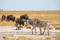 Cebras y ñus de Burchell, desierto de Kalahari, sartenes de sal Makgadikgadi, Botswana - foto de stock