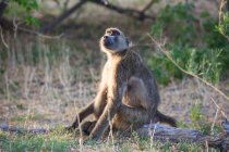 A baboon under the shade of a tree. — Stock Photo