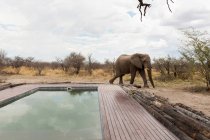 An elephant standing beside a swimming pool. — Stock Photo