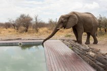 An elephant drinking with its trunk from a wildlife reserve camp swimming pool. — Stock Photo