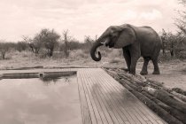 Elefante maduro ao lado de uma piscina . — Fotografia de Stock