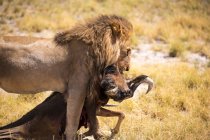 Leone maschio e gnu morto, deserto del Kalahari — Foto stock