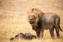 Leão macho e gnus mortos, deserto de Kalahari — Fotografia de Stock