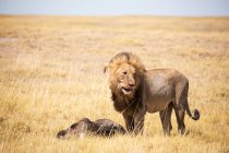 León macho y ñus muerto, desierto de Kalahari - foto de stock
