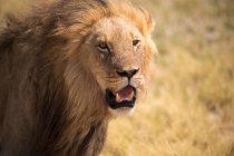 Lion mâle, désert du Kalahari, salière Makgadikgadi, Botswana — Photo de stock