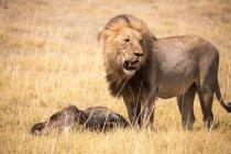 Männlicher Löwe und totes Gnu, Kalahari-Wüste — Stockfoto