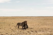 Самець лева і мертвий вільдебіст, пустеля Калахарі. — стокове фото